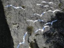 Rock Birds 2006